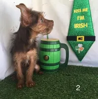 CoCo, a male Chorkie for sale in Byhalia, MS – Photo 2 of 5