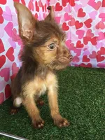 CoCo, a male Chorkie for sale in Byhalia, MS – Photo 4 of 5