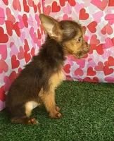 CoCo, a male Chorkie for sale in Byhalia, MS – Photo 5 of 5