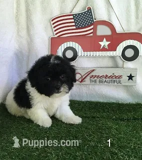 Moose – Shihpoo puppy for sale in Byhalia, MS