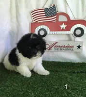 Moose, a male Shihpoo for sale in Byhalia, MS – 1 of 2