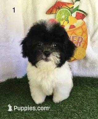 Moose – Shihpoo puppy for sale in Byhalia, MS