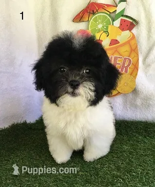 Moose – Shihpoo puppy for sale in Byhalia, MS