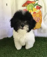 Moose, a male Shihpoo for sale in Byhalia, MS – 1 of 5