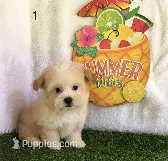 Blondie – Shihpoo puppy for sale in Byhalia, MS