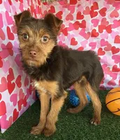 Thor, a male Chorkie for sale in Byhalia, MS – Photo 2 of 4