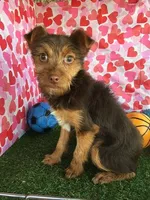 Thor, a male Chorkie for sale in Byhalia, MS – Photo 1 of 4