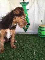 Trix, a male Chorkie for sale in Byhalia, MS – Photo 3 of 4