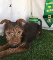 Trix, a male Chorkie for sale in Byhalia, MS – Photo 2 of 4