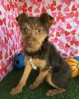 Thor, a male Chorkie for sale in Byhalia, MS – Photo 4 of 4