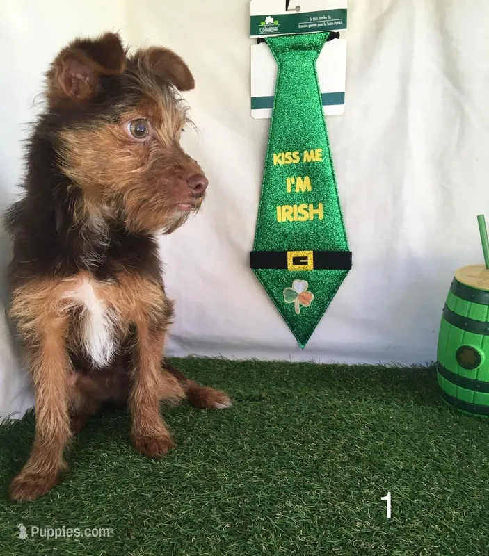 Trix – Chorkie puppy for sale in Byhalia, MS