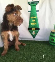 Trix, a male Chorkie for sale in Byhalia, MS – Photo 1 of 4