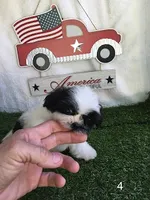 Minnie, a female Shih Tzu for sale in Byhalia, MS – 4 of 4