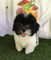 Moose, a male Shihpoo for sale in Byhalia, MS – 4 of 5