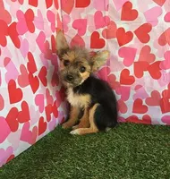 Smores, a female Chorkie for sale in Byhalia, MS – Photo 1 of 3