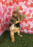 Smores, a female Chorkie for sale in Byhalia, MS – Photo 2 of 3