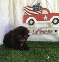 Bossy, a female Shihpoo for sale in Byhalia, MS – 3 of 3