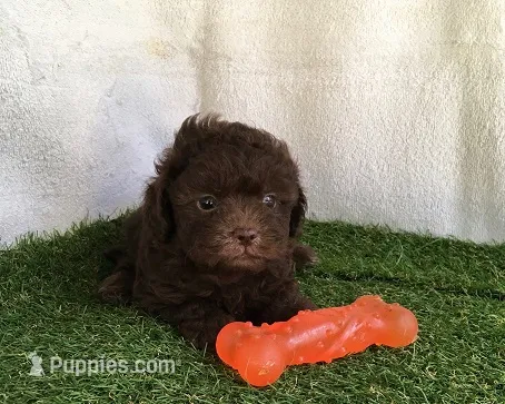 Java – Shihpoo puppy for sale in Byhalia, MS