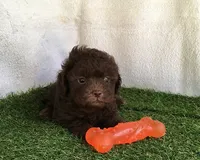Java, a female Shihpoo for sale in Byhalia, MS – 1 of 1