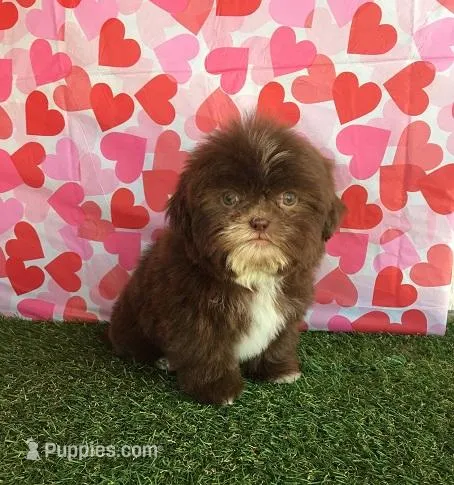 Liver, a male Shih Tzu for sale in Byhalia, MS – Photo 1 of 3