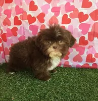 Liver, a male Shih Tzu for sale in Byhalia, MS – Photo 3 of 3