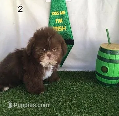 Legend – Shih Tzu puppy for sale in Byhalia, MS