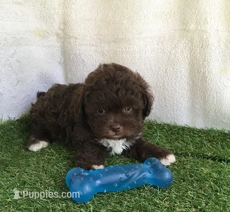 Brew – Shihpoo puppy for sale in Byhalia, MS