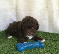 Brew, a male Shihpoo for sale in Byhalia, MS – 1 of 1