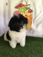 Moose, a male Shihpoo for sale in Byhalia, MS – 2 of 5