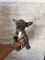 Lincoln, a male French Bulldog for sale in Bakersfield, CA – 1 of 1