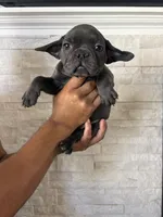 Yoda, a female French Bulldog for sale in Bakersfield, CA – 1 of 1