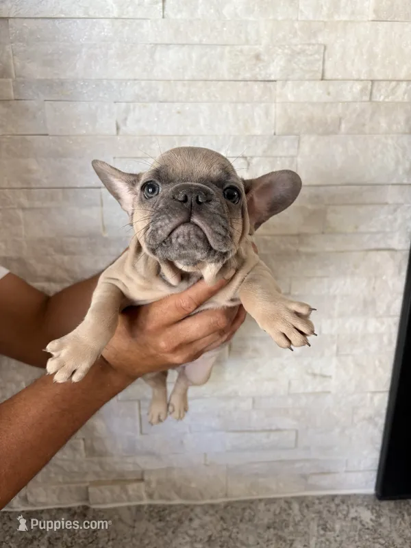 Toby – French Bulldog puppy for sale in Bakersfield, CA