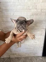 Toby, a male French Bulldog for sale in Bakersfield, CA – 1 of 1