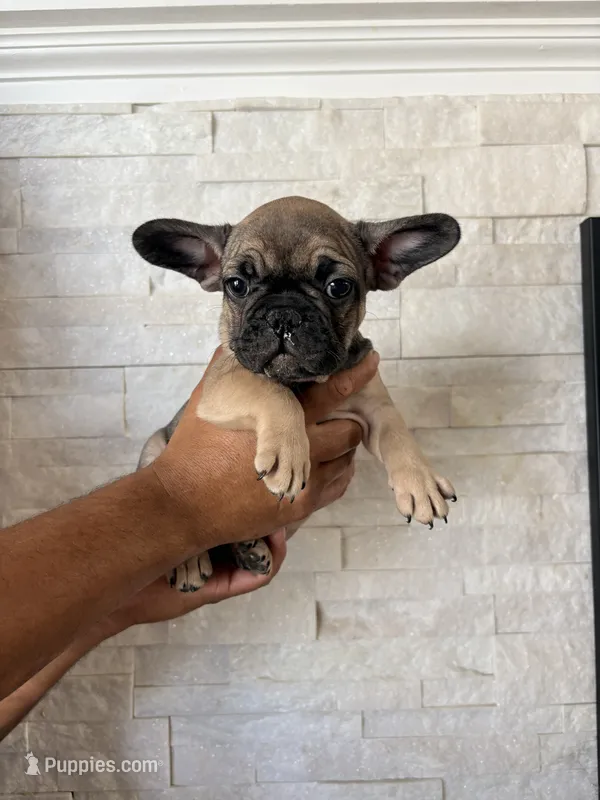 cami – French Bulldog puppy for sale in Bakersfield, CA