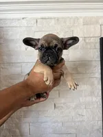 cami, a female French Bulldog for sale in Bakersfield, CA – 1 of 1