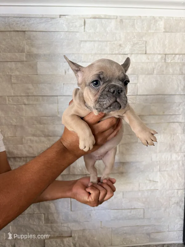 Dimond – French Bulldog puppy for sale in Bakersfield, CA