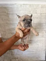 Dimond, a female French Bulldog for sale in Bakersfield, CA – 1 of 1