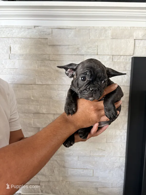 Novis – French Bulldog puppy for sale in Bakersfield, CA