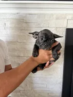 Novis, a female French Bulldog for sale in Bakersfield, CA – 1 of 1