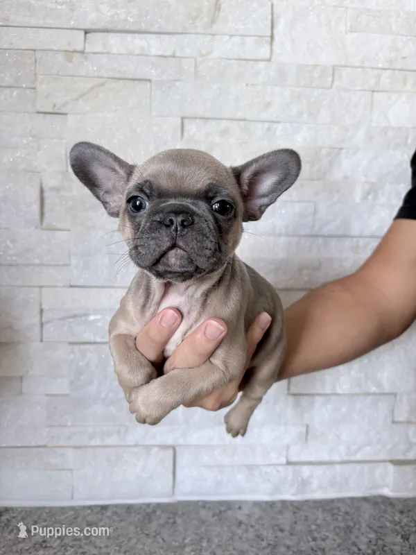 Midget – French Bulldog puppy for sale in Bakersfield, CA