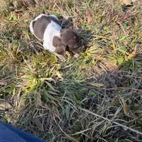 Nova, a female German Shorthaired Pointer for sale in Danielsville, GA – Photo 4 of 9