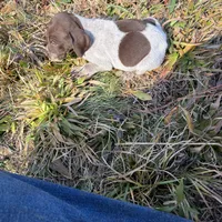 Nova, a female German Shorthaired Pointer for sale in Danielsville, GA – Photo 3 of 9