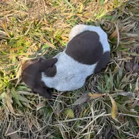 Nova, a female German Shorthaired Pointer for sale in Danielsville, GA – Photo 2 of 9