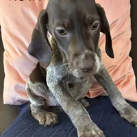 Nova, a female German Shorthaired Pointer for sale in Danielsville, GA – Photo 9 of 9