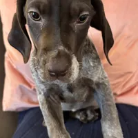 Nova, a female German Shorthaired Pointer for sale in Danielsville, GA – Photo 5 of 9