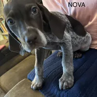 Nova, a female German Shorthaired Pointer for sale in Danielsville, GA – Photo 8 of 9