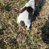 Nova, a female German Shorthaired Pointer for sale in Danielsville, GA – Photo 1 of 9
