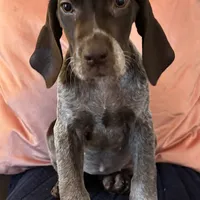 Nova, a female German Shorthaired Pointer for sale in Danielsville, GA – Photo 6 of 9