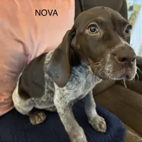 Nova, a female German Shorthaired Pointer for sale in Danielsville, GA – Photo 7 of 9