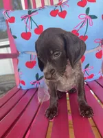 Peaches, a female German Shorthaired Pointer for sale in Danielsville, GA – 3 of 8